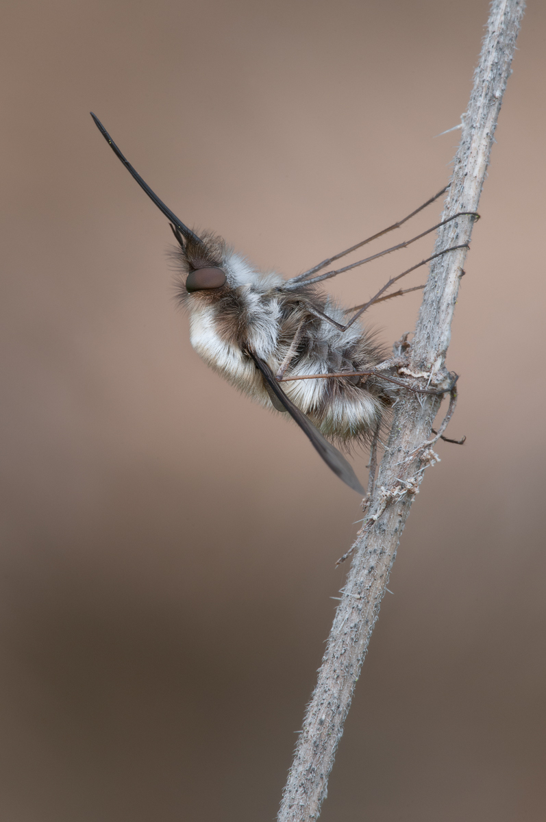 Bombyliidae_04_2016_kompr.jpg