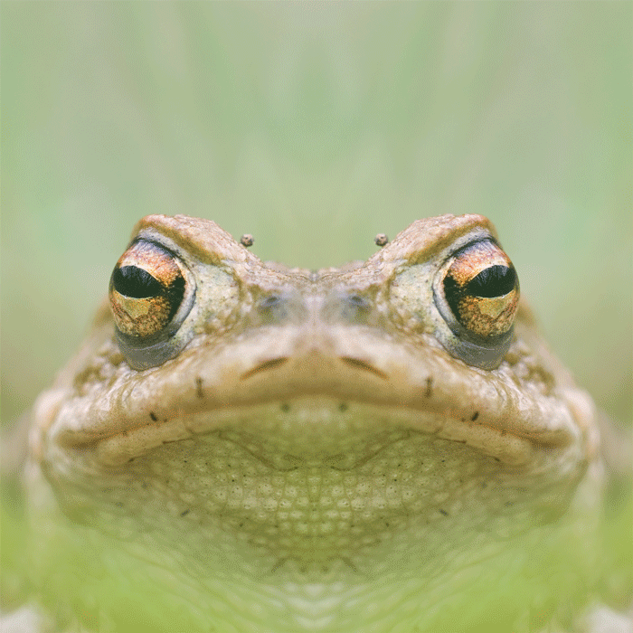 Kroete_m_Kugel.gif