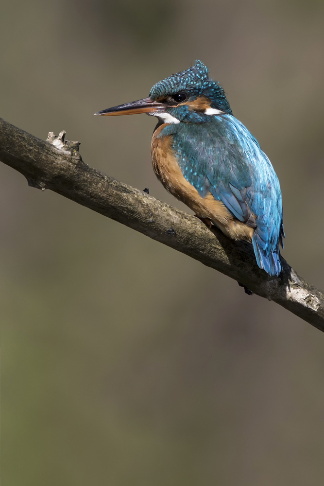 Eisvogel_1.jpg