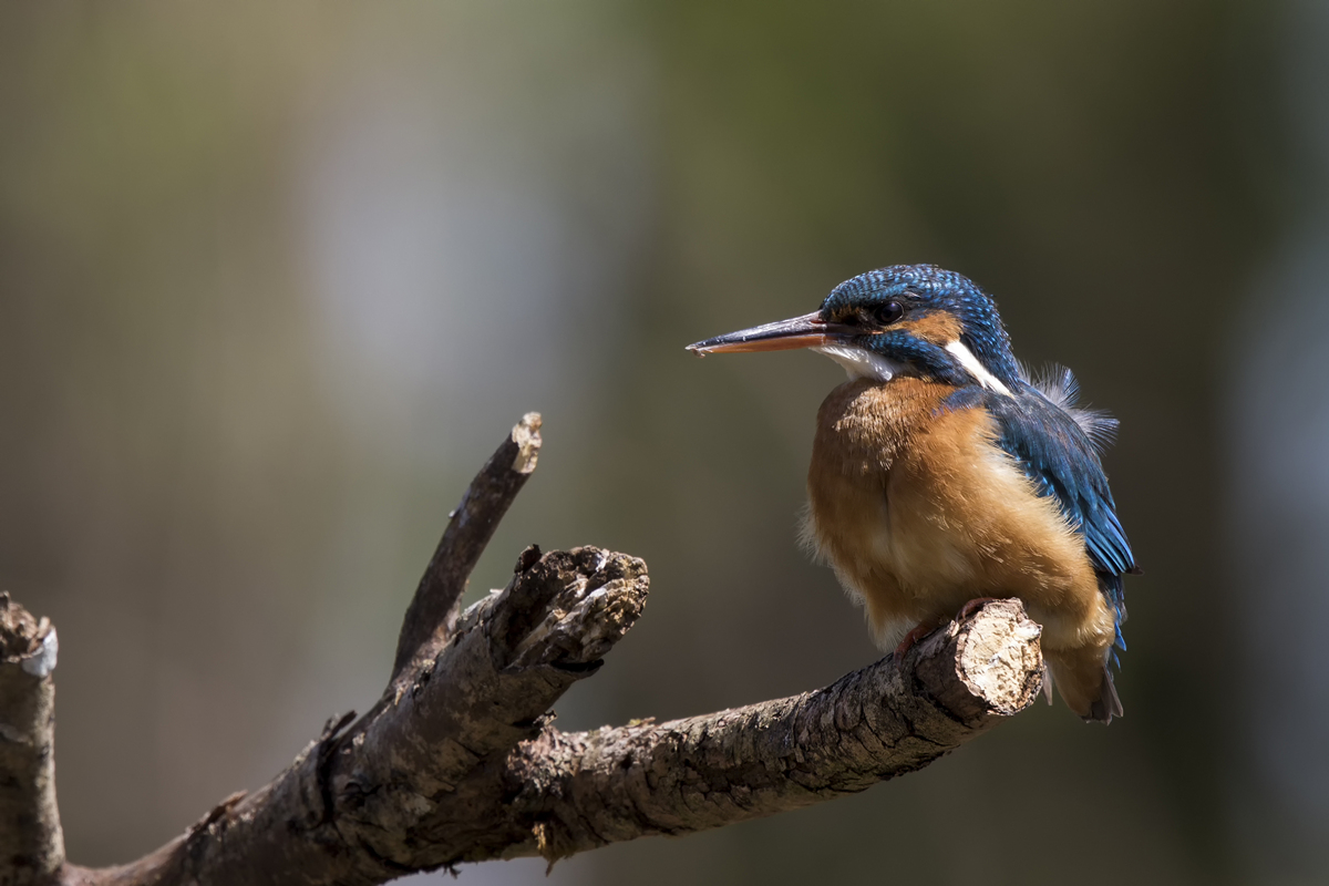 Eisvogel_2.jpg