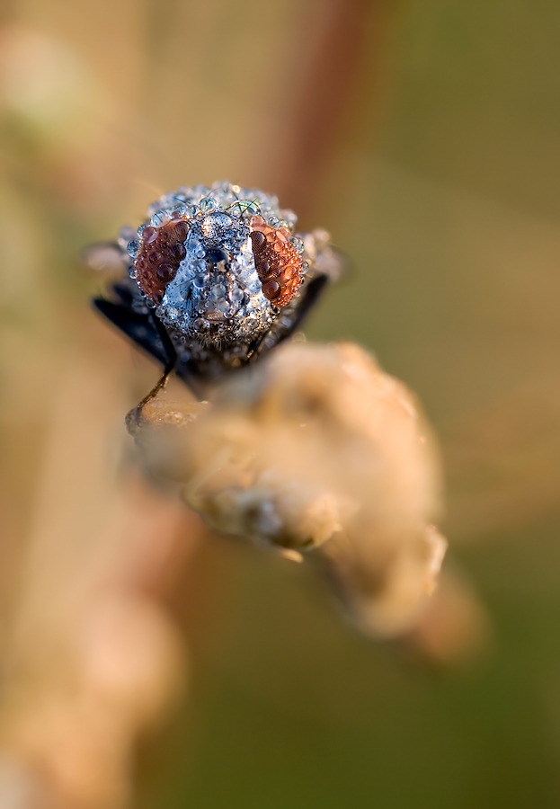 _MG_2531.jpg