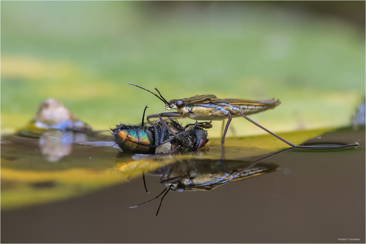 Wasserläufer.jpg