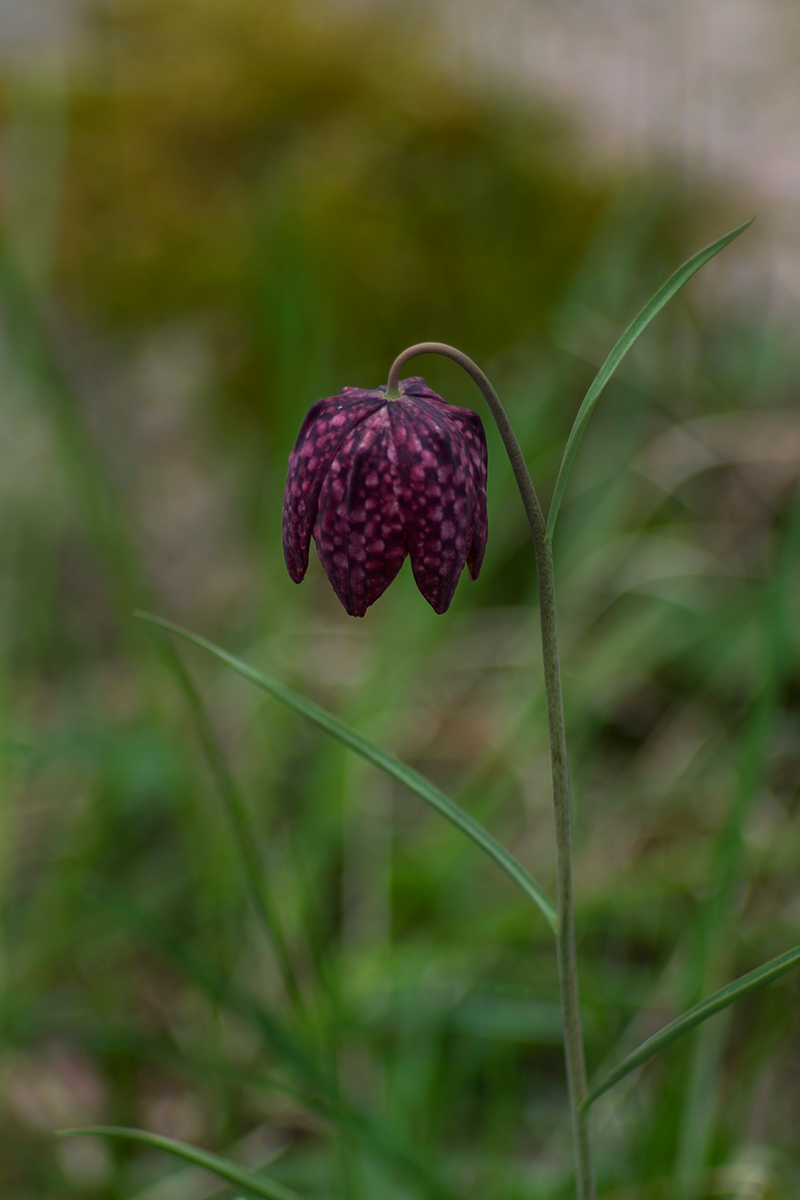P4130936a_1-Schachbrettblume-verkl.jpg