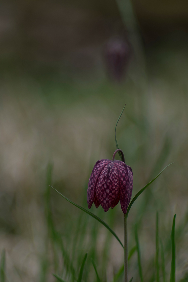 P4130940a-Schachbrettblume-verkl.jpg