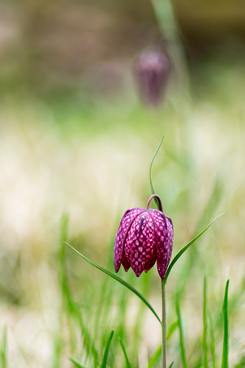 P4130940a_1-Schachbrettblume-verkl.jpg