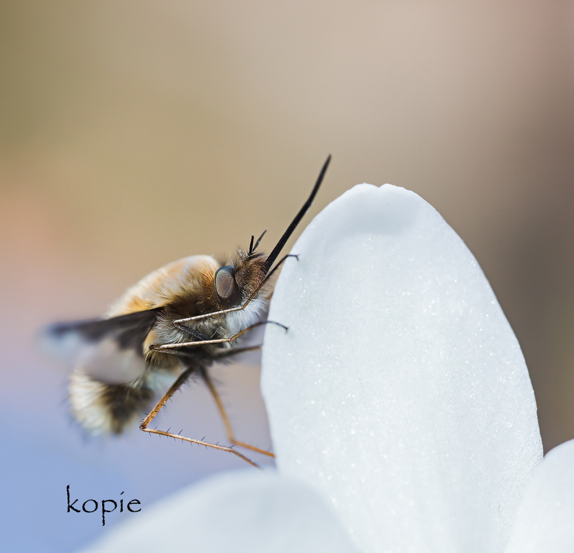 IMG_7801-Bearbeitet---Kopie Kopie.jpg