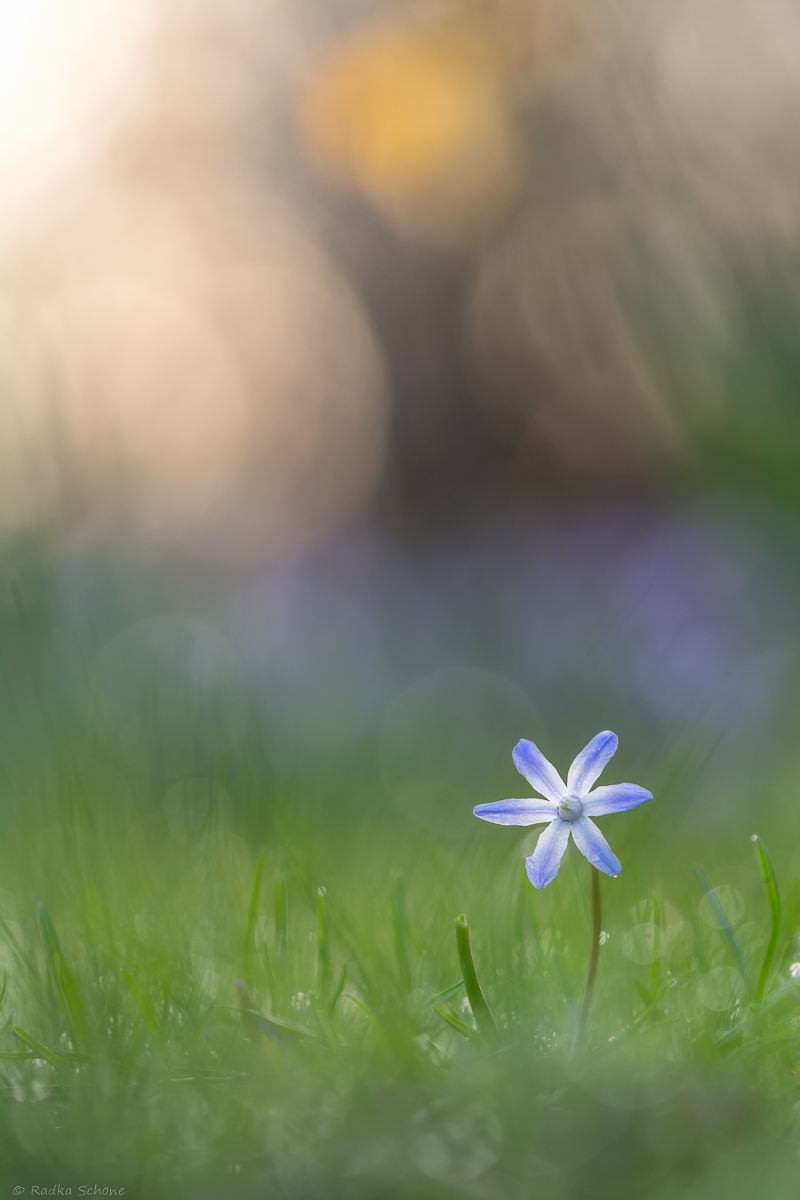 20160409-D71_9078-4.jpg