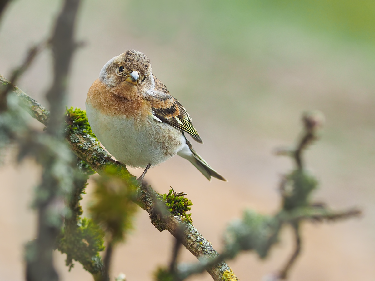 (Fringilla-montifringilla-EG007838.jpg