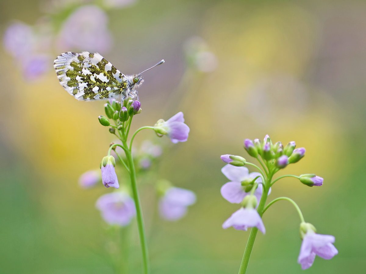 Anthocharis-cardamines-OG049488.jpg