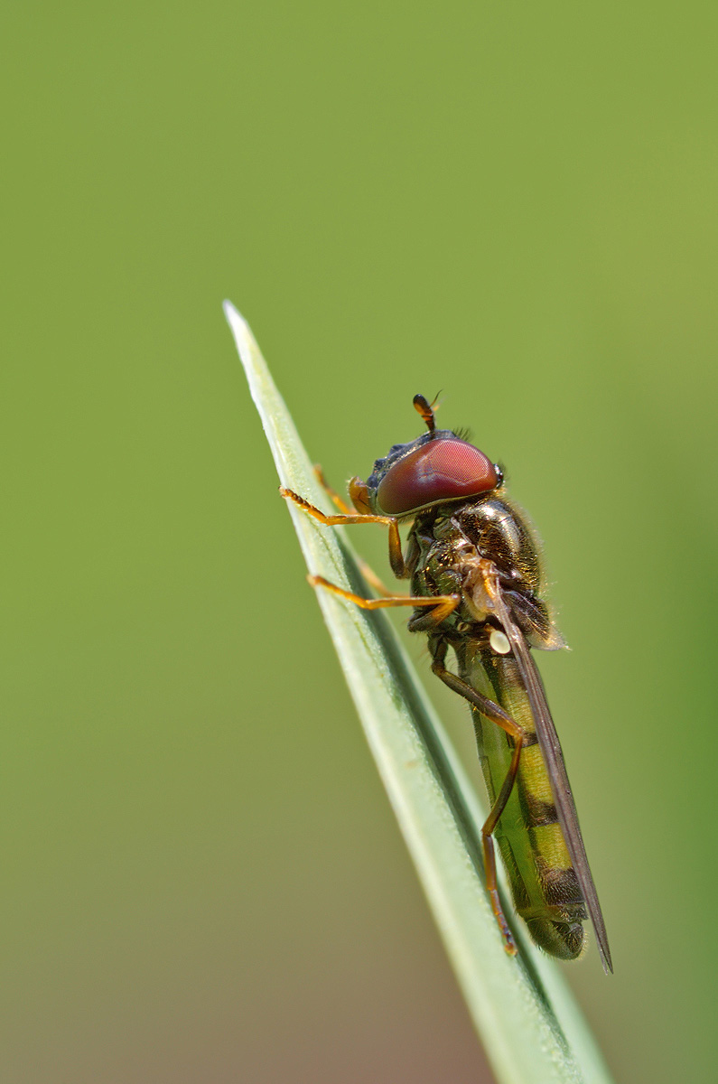 2016_05_03_Schwebfliege_G_01_01.jpg