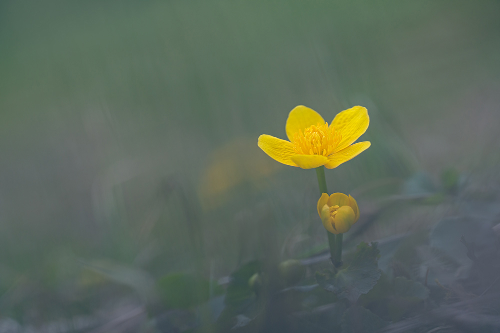 compSumpfdotterblume2.4.2016DachseggDSC_4531.jpg