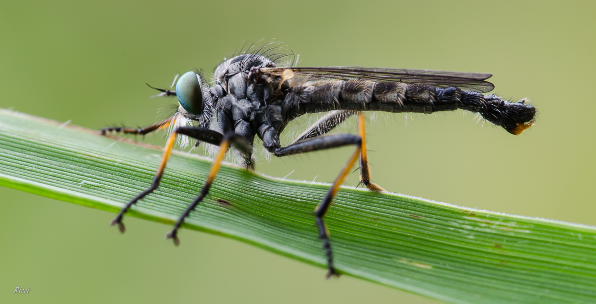 20160517-Ricci17. Mai 2016DSC_0018.jpg