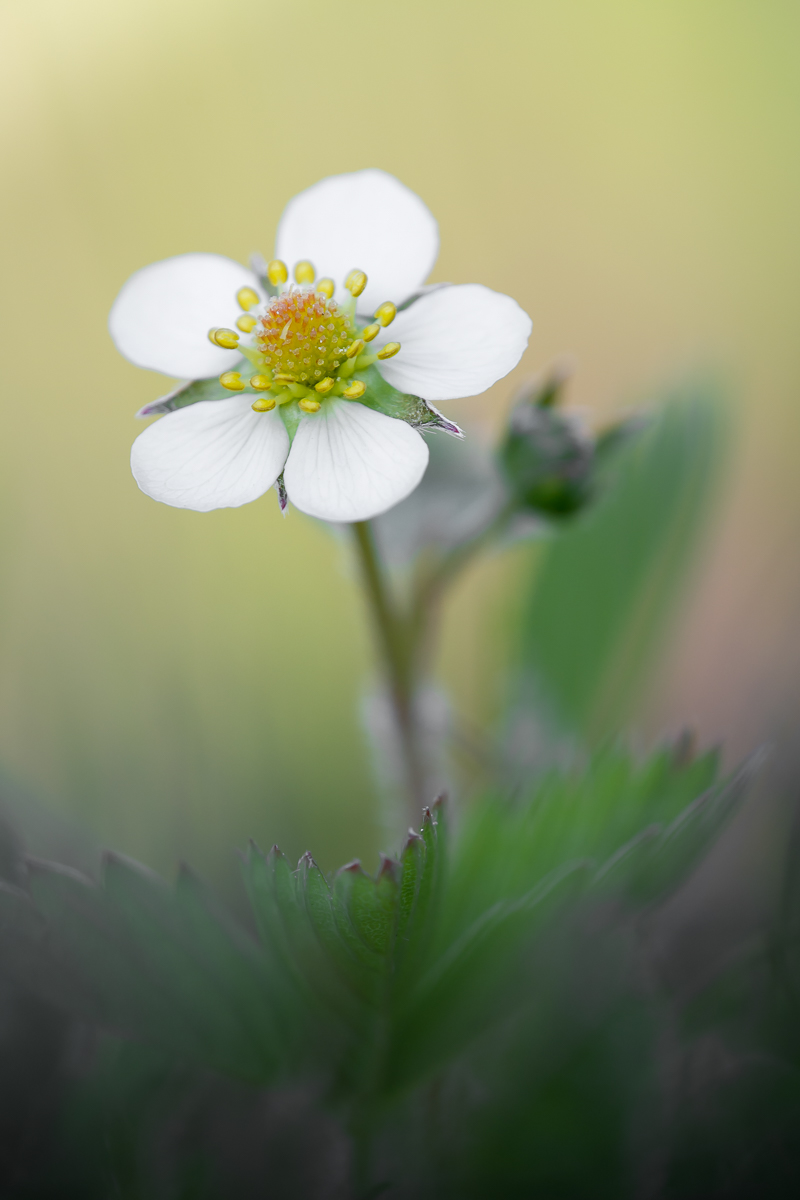 20160507-D71_9820-2.jpg