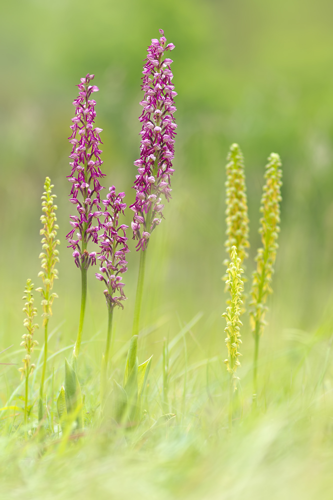 Orchiaceras-OG269621.jpg