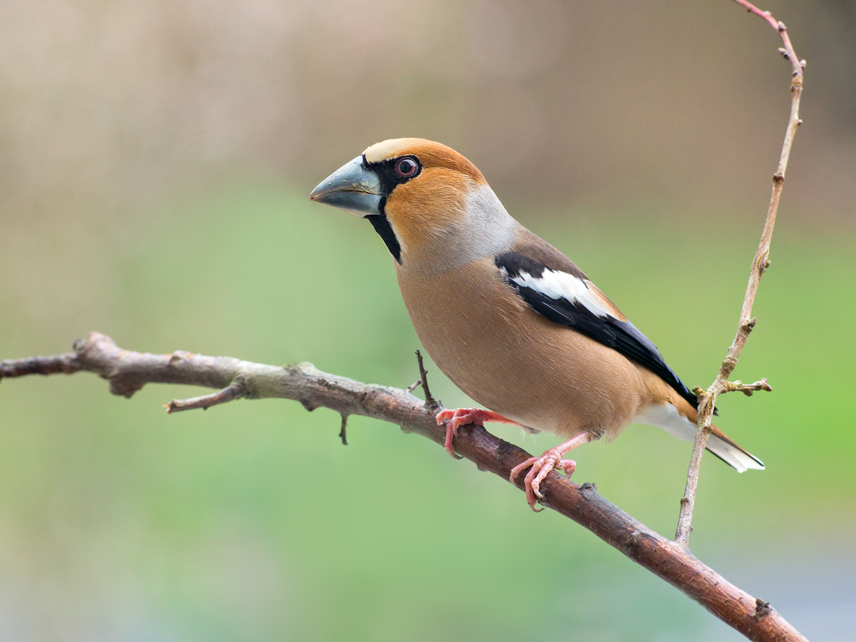 Coccothraustes-coccothraustes-EG007495.jpg