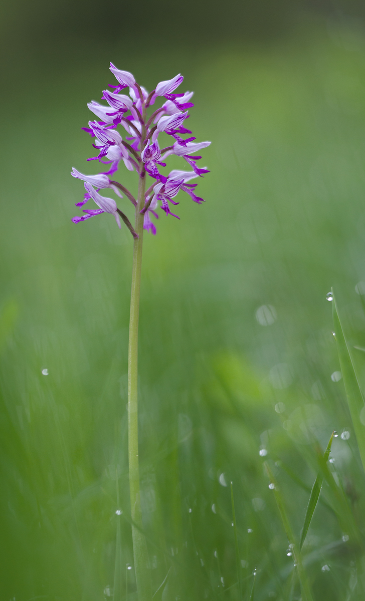 Orchis militaris.jpg