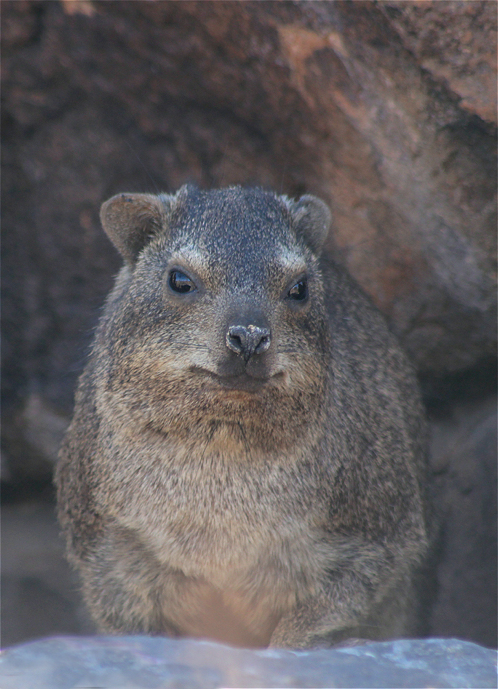 Dassie03makro.jpg