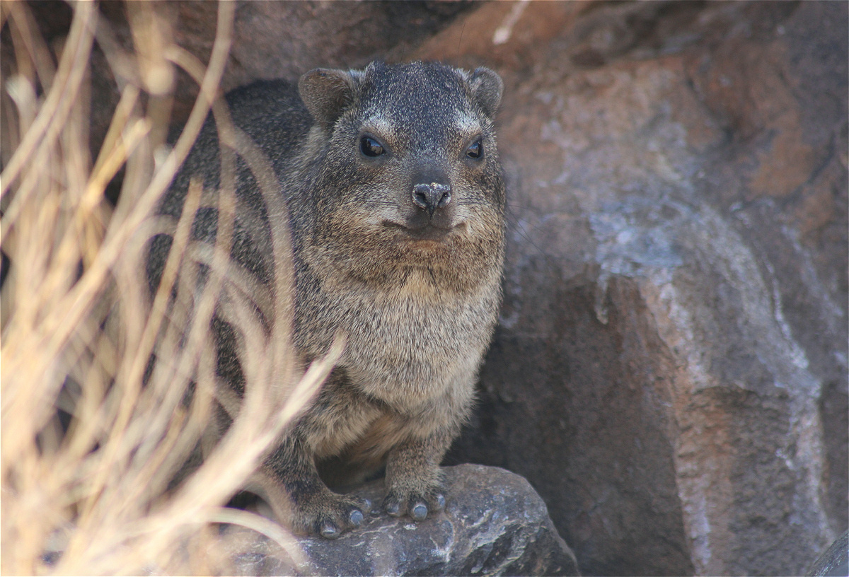Dassie04makro.jpg