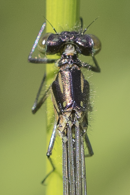 5R0A6450_best-ausschitt.jpg