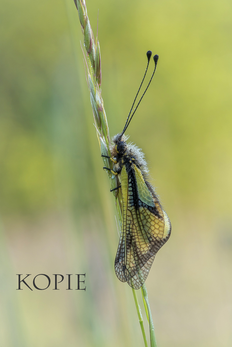 Haft-2960- Kopie.jpg