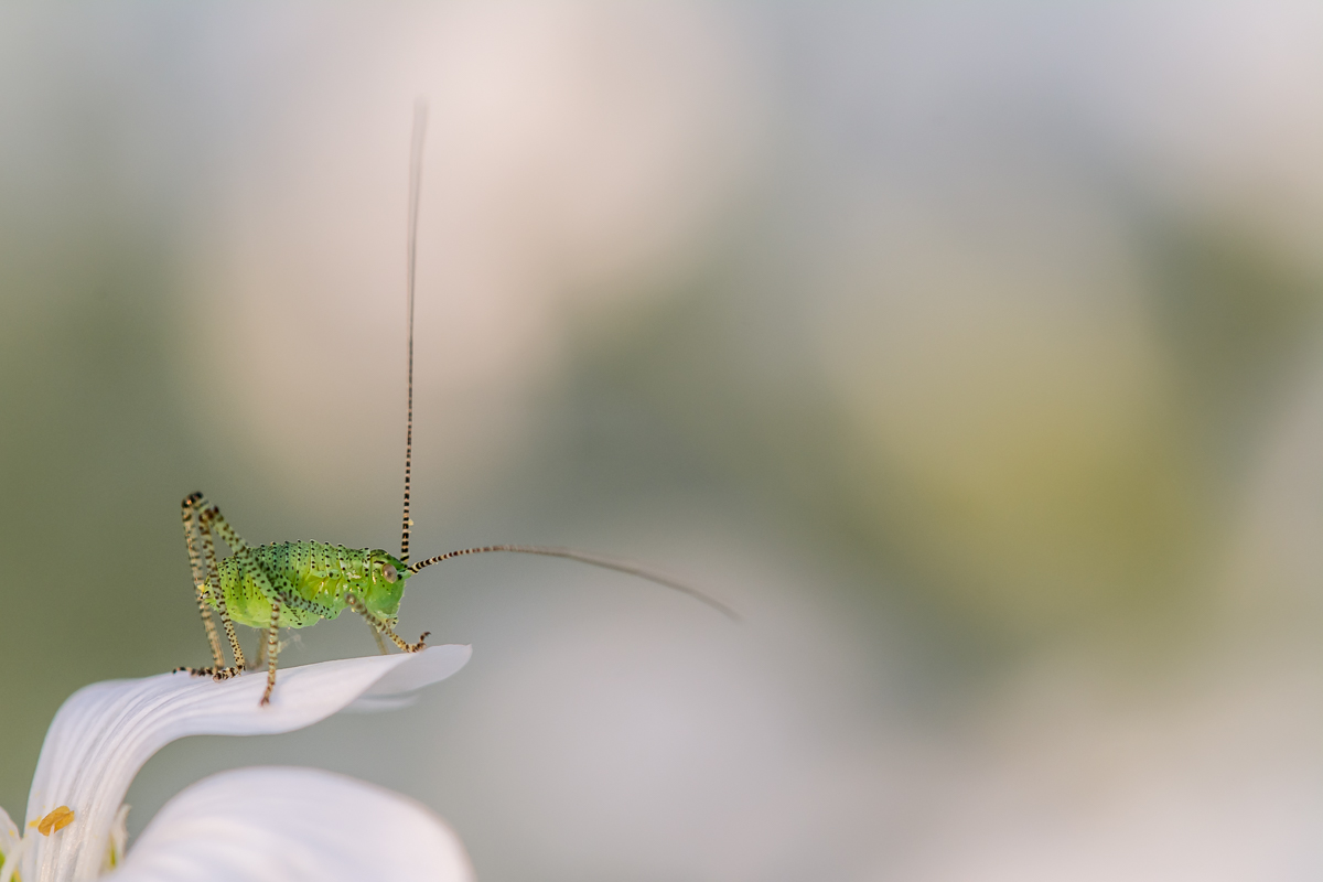 20160531-D71_0731-2.jpg