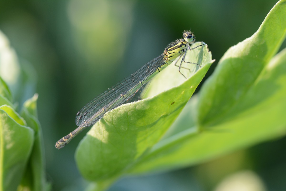 DSC_7901.JPG