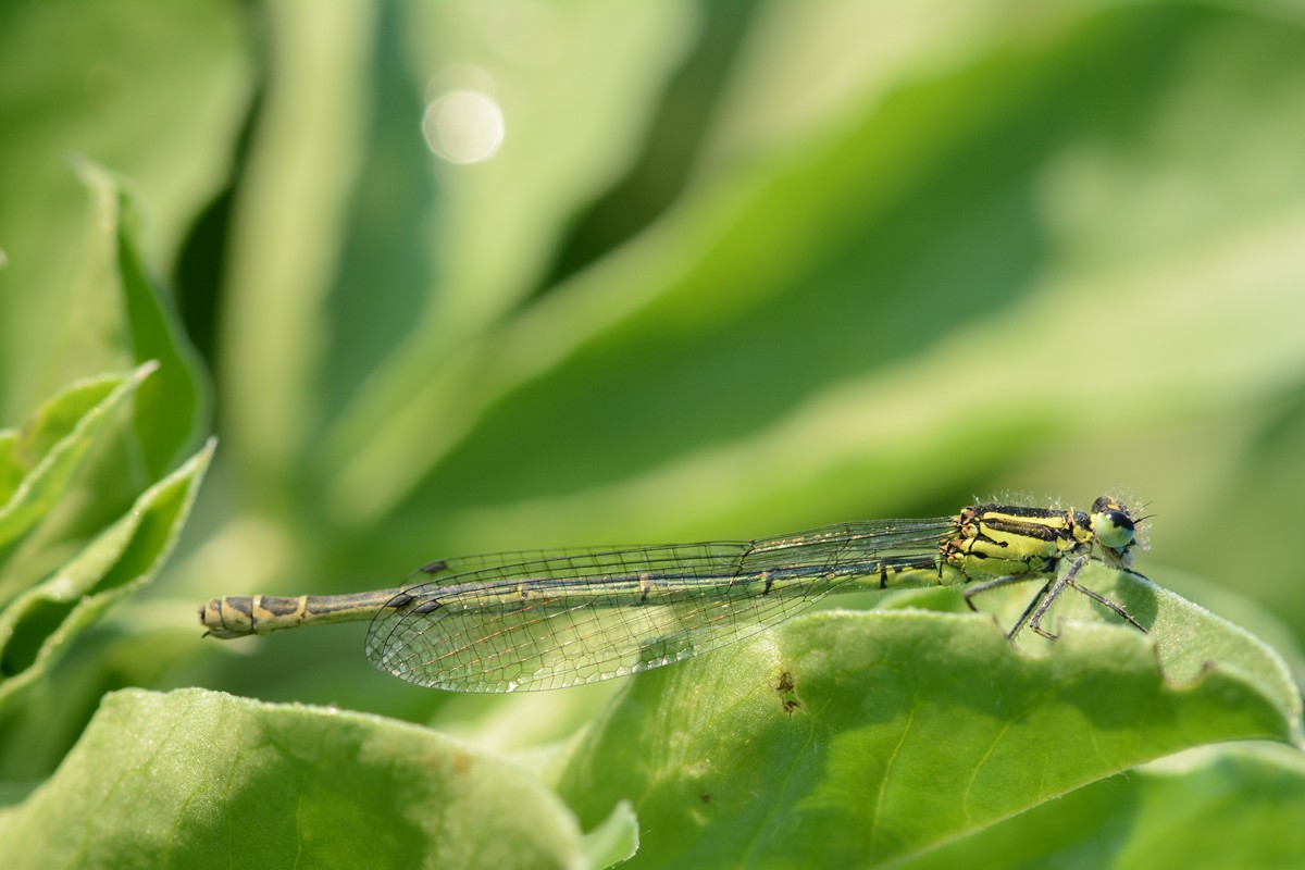 DSC_7935.JPG