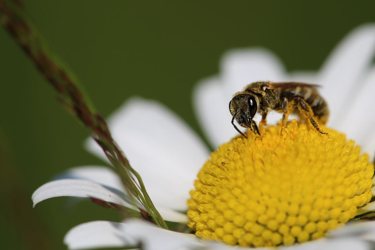 Halictus cf. confusus (21).jpg