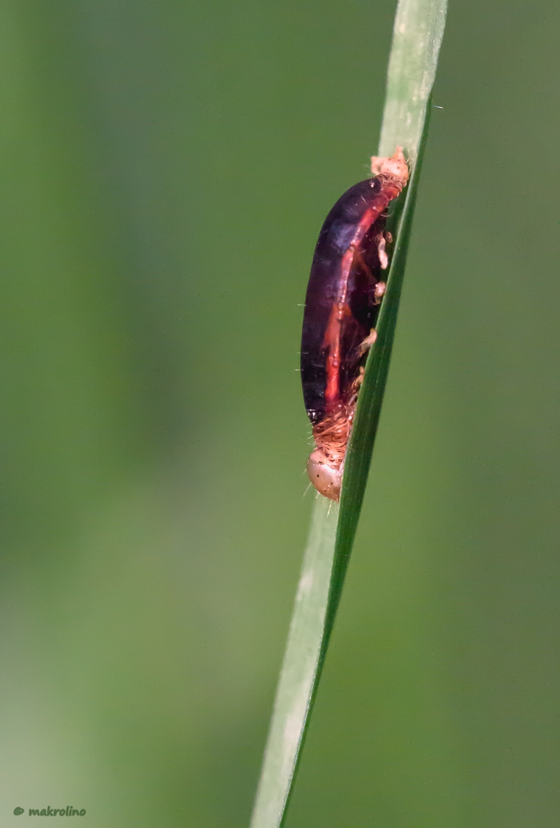 IMG_0084_lr1_1200_copy.jpg