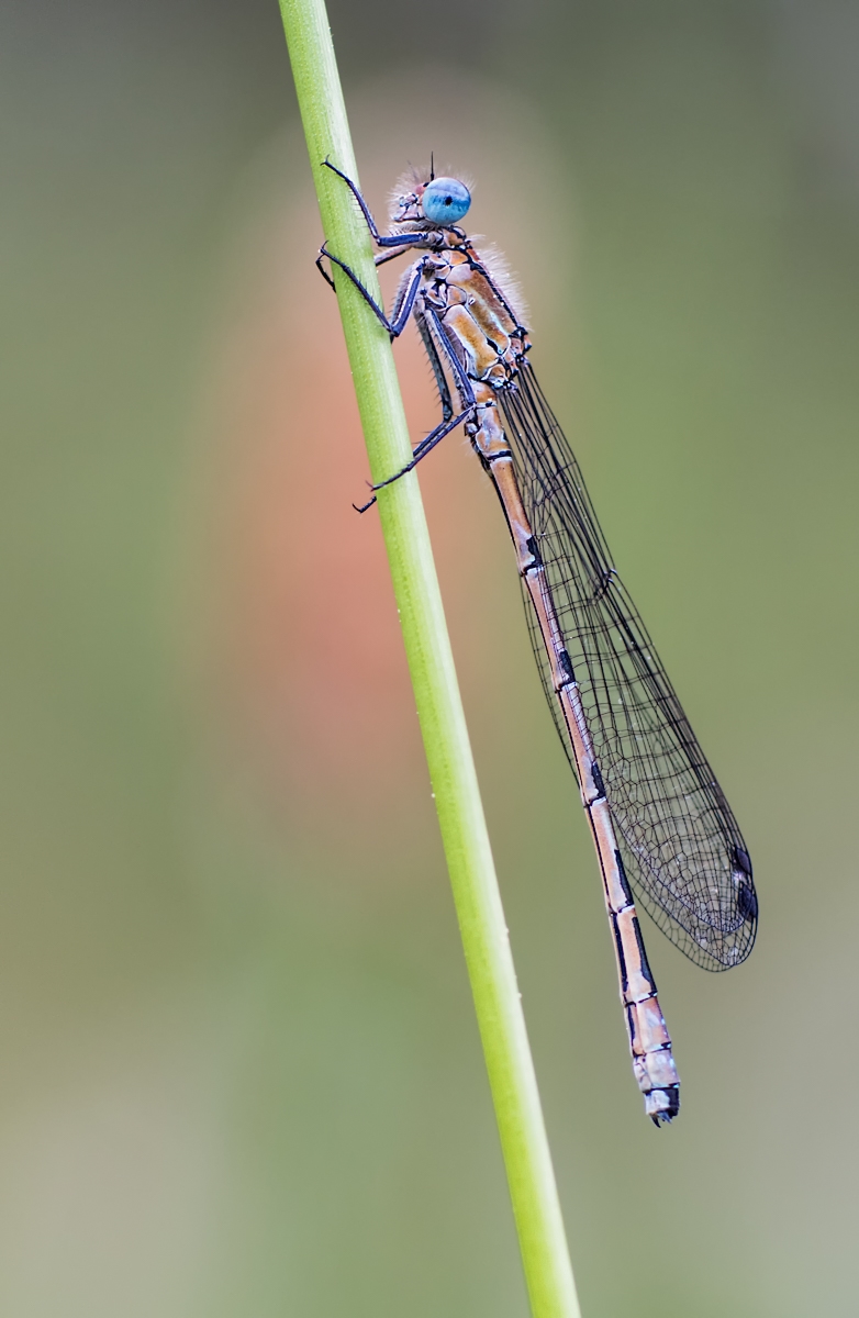 kleinlibelle4 (1 von 1).jpg