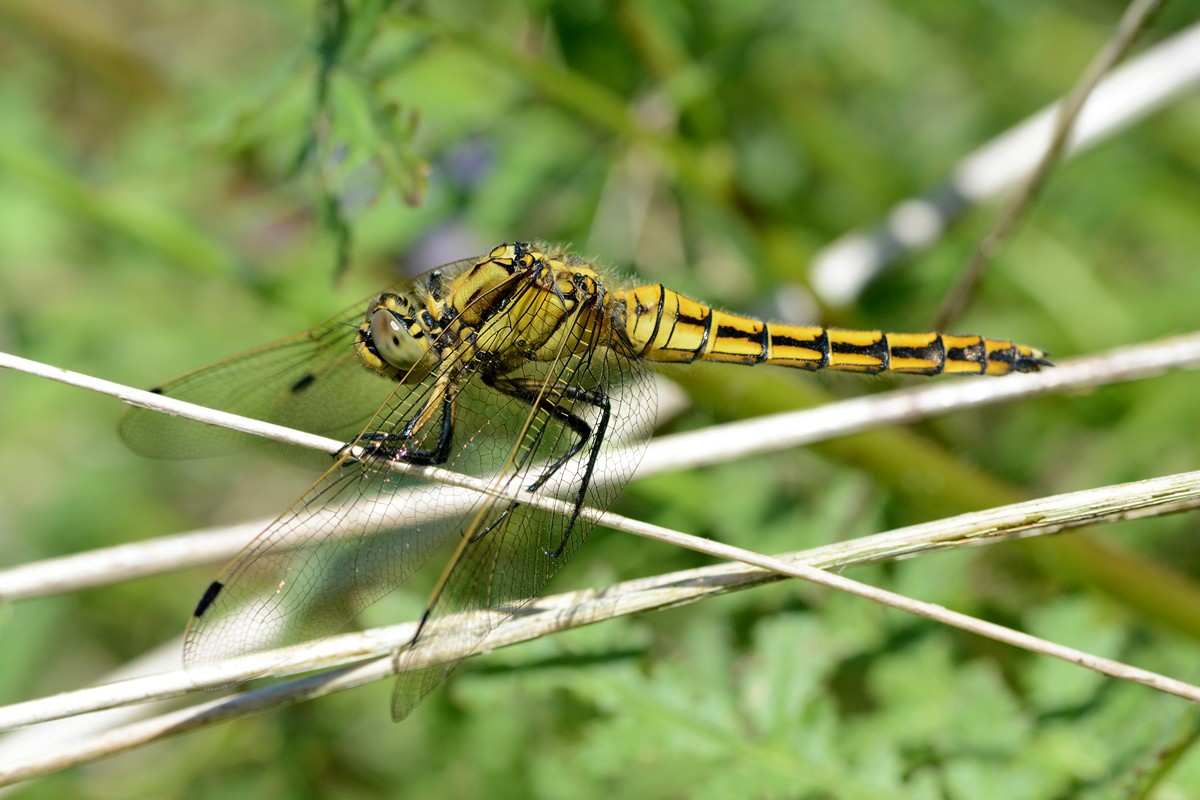 DSC_8755.JPG