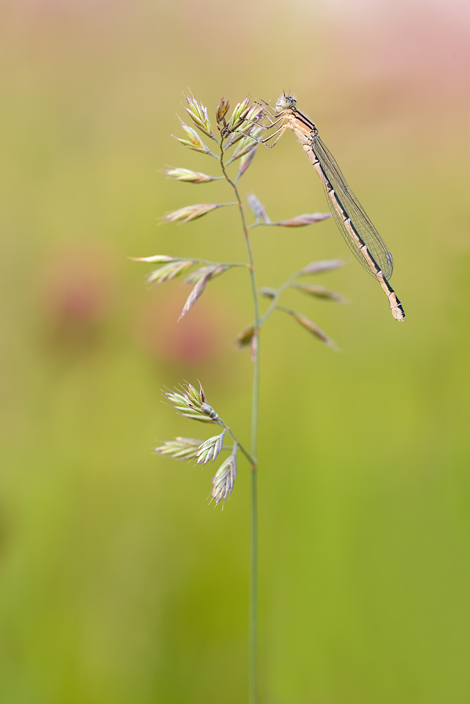 DSC02562vkcs++++.jpg