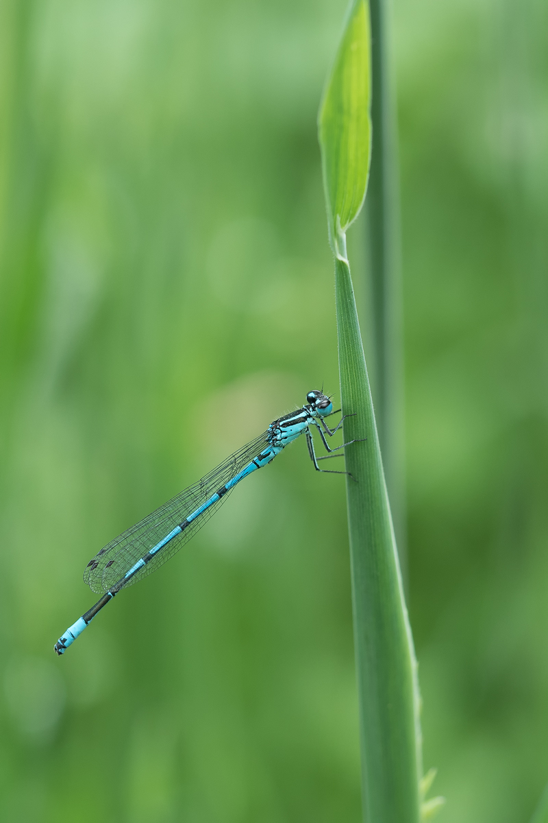 Libelle.jpg