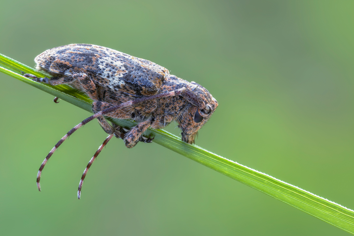 Käfer 4 (1 von 1).jpg