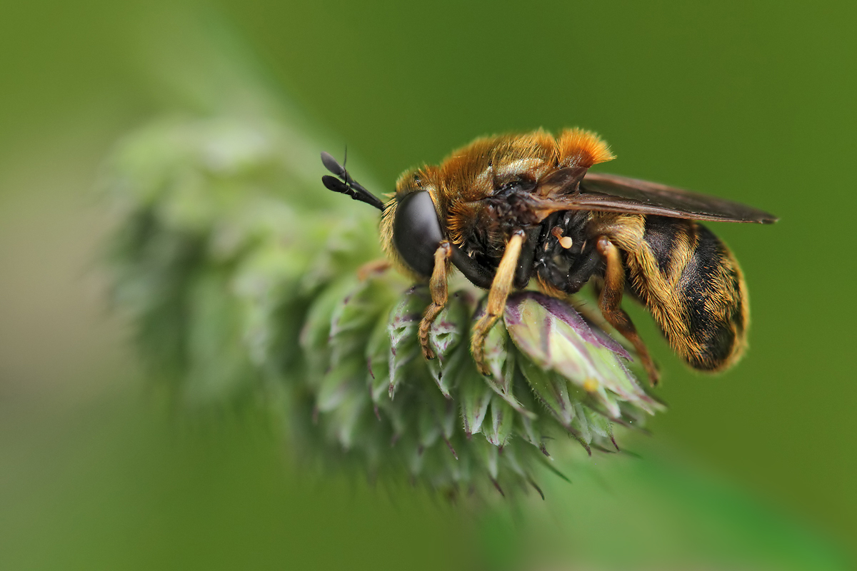 Schwebfliege_Microdon_spec_6832b.jpg