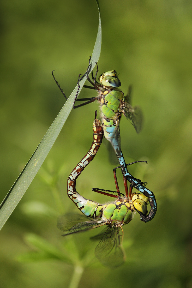 Anax imperator_Paar_IMG_9632.jpg