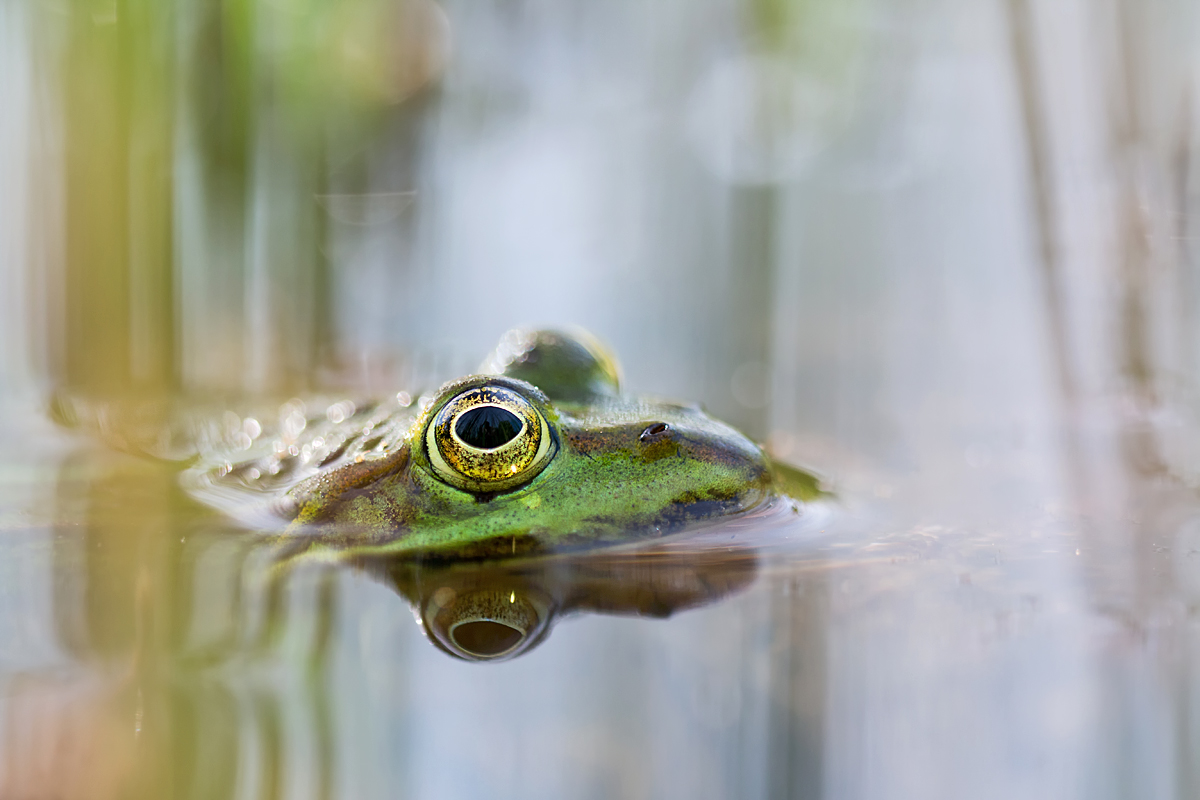 Grünfrosch Kopie.jpg