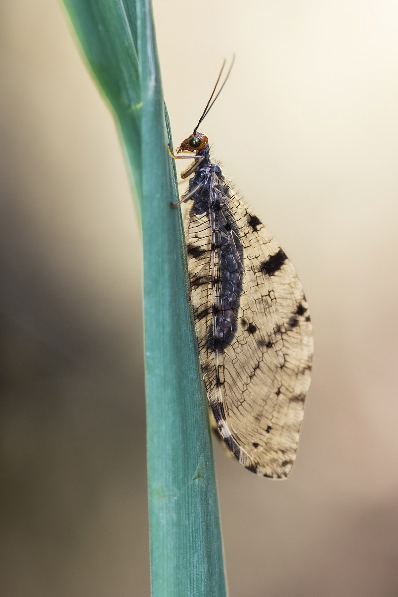 bachhaft-IMG_5891.jpg