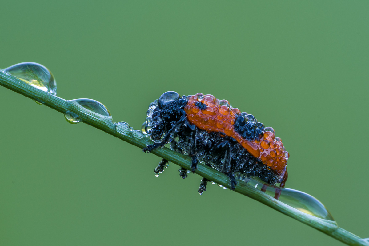 IMGP4037-2.jpg
