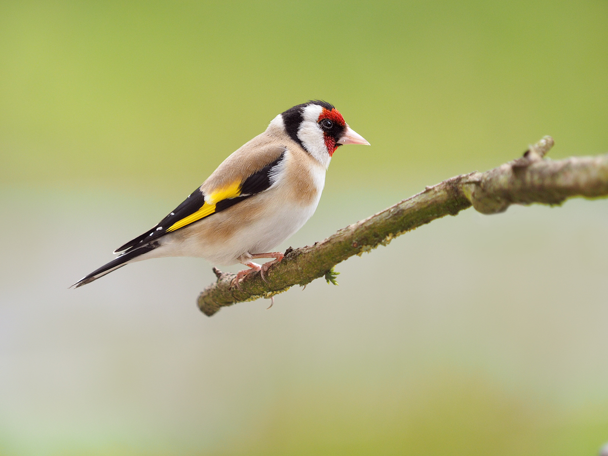 Carduelis-carduelis-EG003195.jpg
