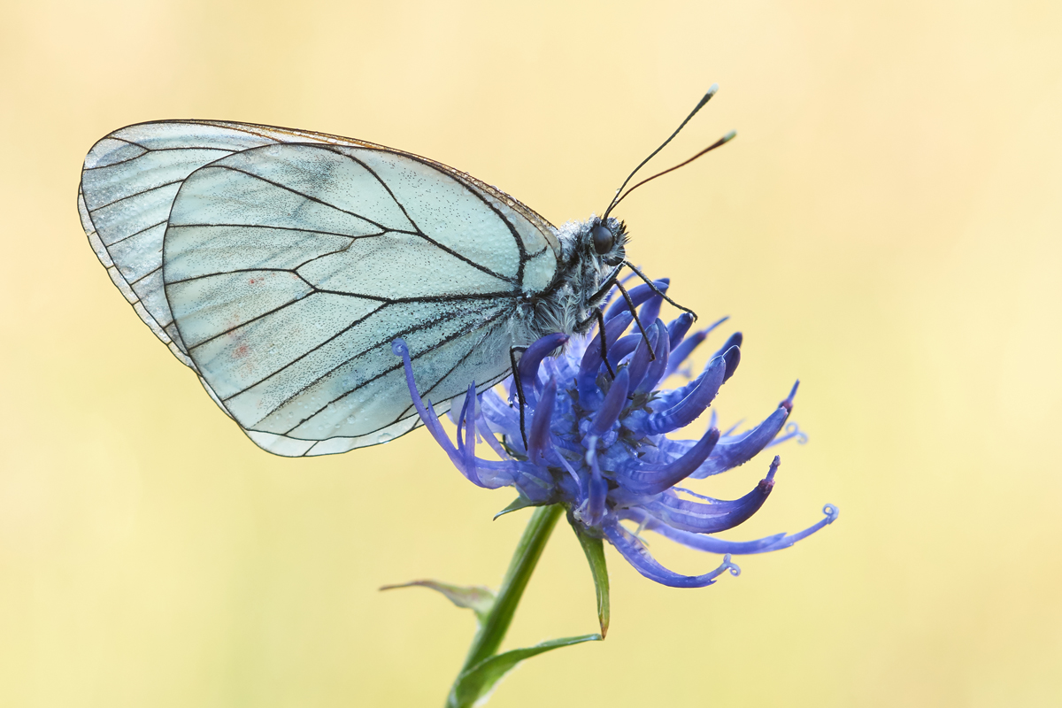 Aporia crataegi 061335_1200.jpg