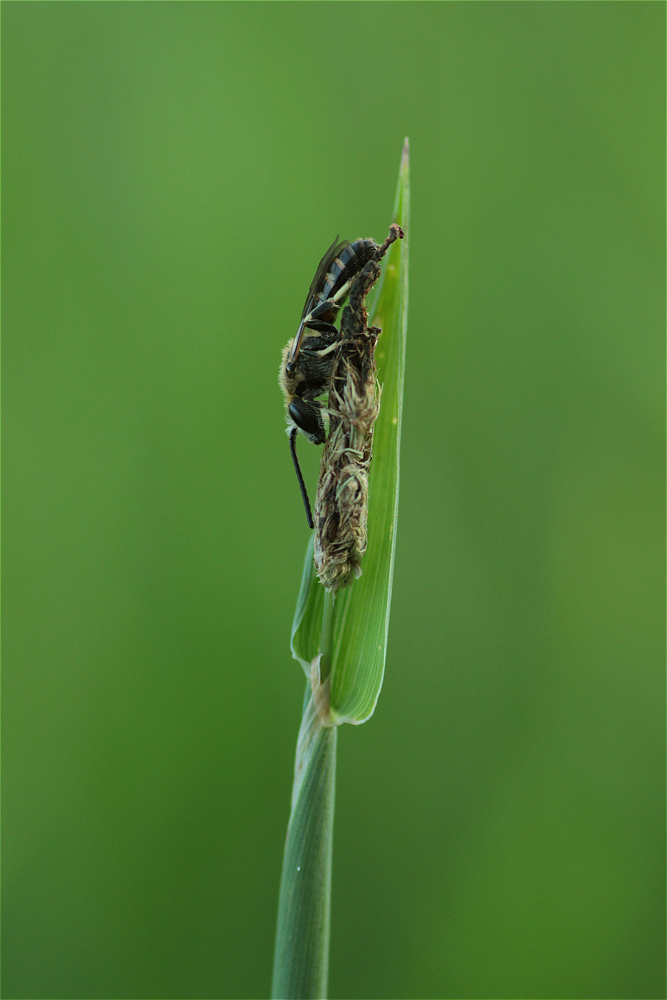 bienchen01makro.jpg