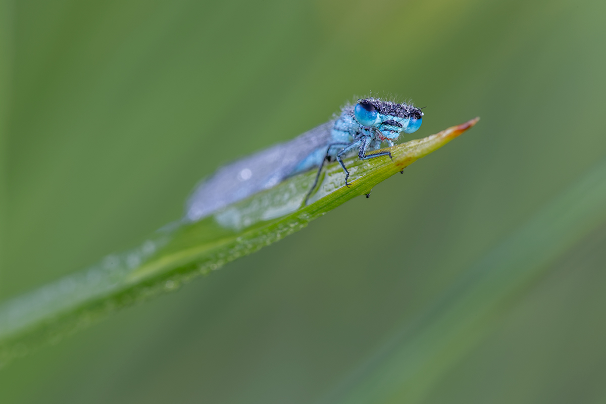 _MG_3473.jpg
