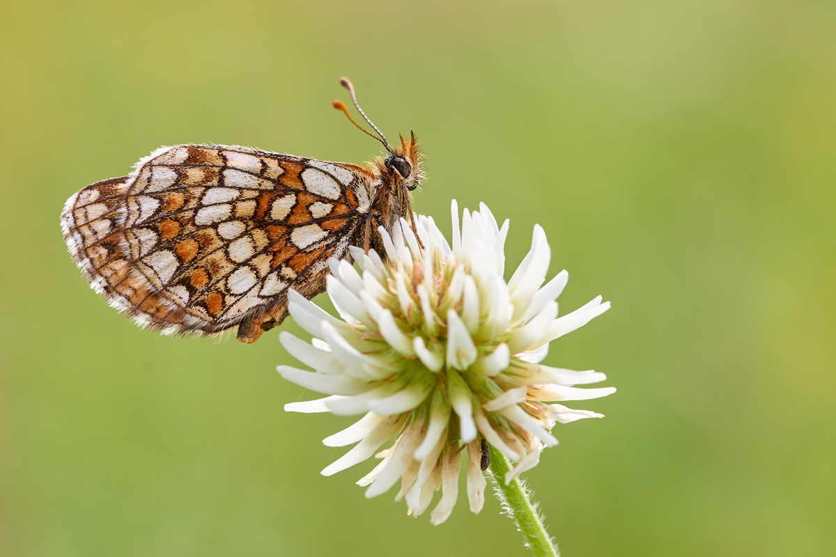 Melitaea aurelia 061770_1200.jpg