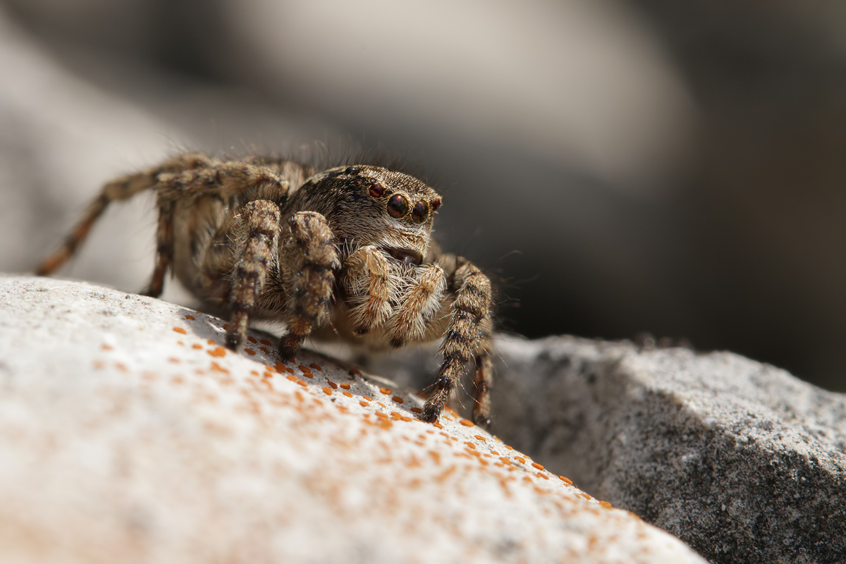 Goldaugenspringspinne_w_IMG_3395a.jpg