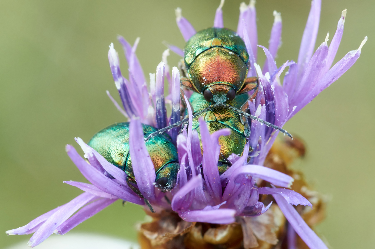 Cryptocephalus sericeus 063475_1200.jpg