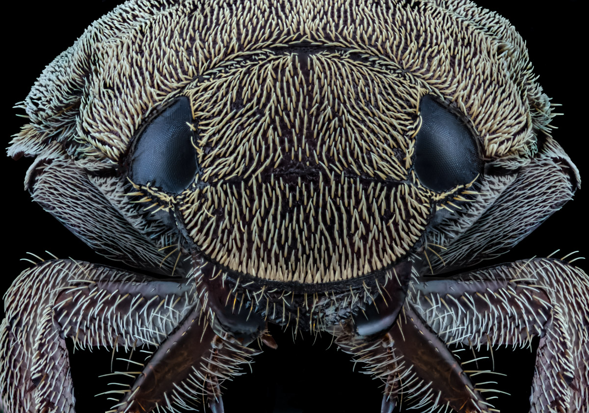 1.Schneider 50, 488 B,Bl 4 0,016 mm,Nikon ,4.jpg