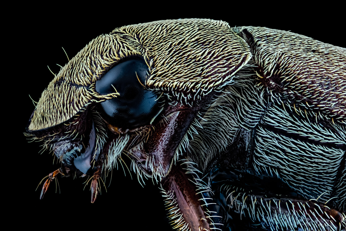 3.Schneider 50, 278 B,Bl 4 0,016 mm,Nikon ,4.jpg