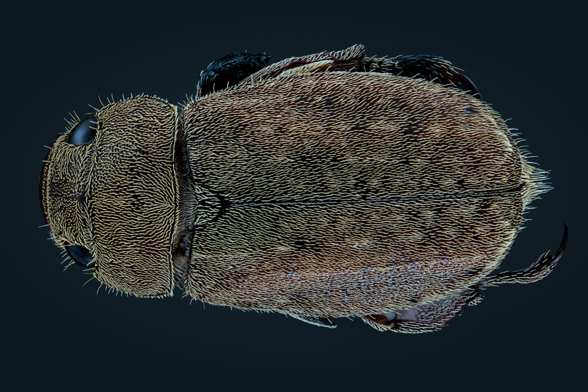 4.Durst 80, 99 B, Bl 6,7 0,07 mm, Nikon 1,9.jpg