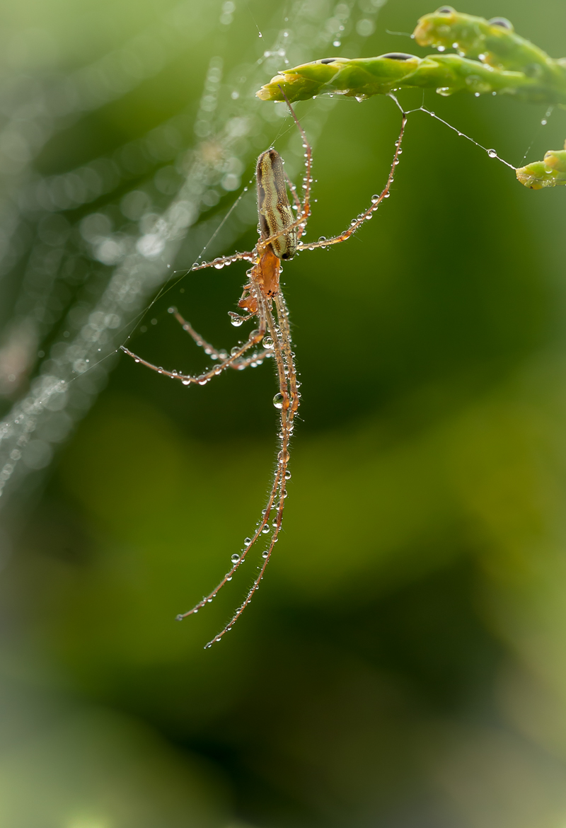 Streckerspinne 22.jpg